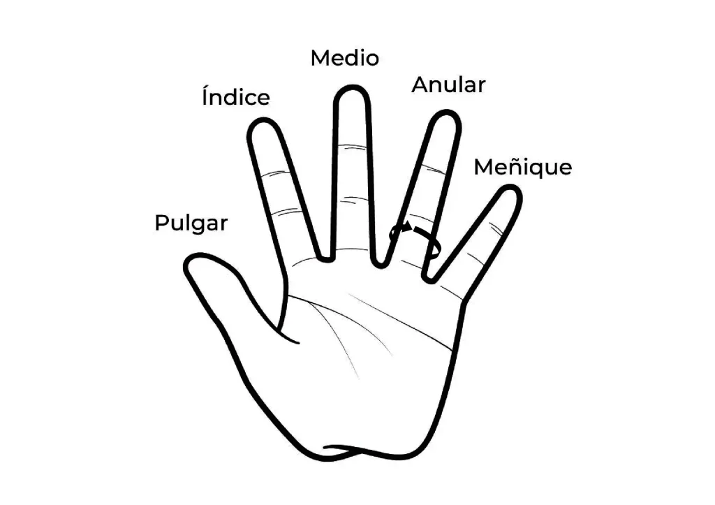 andrea cefernio tamaño anillos mano